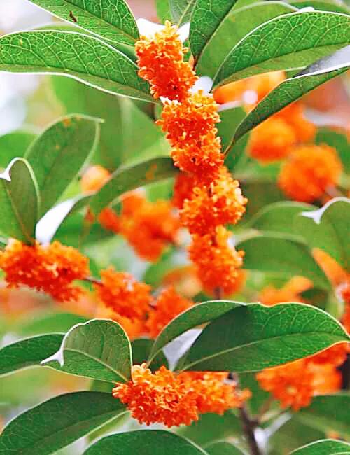 几度秋意浓,最是桂花香