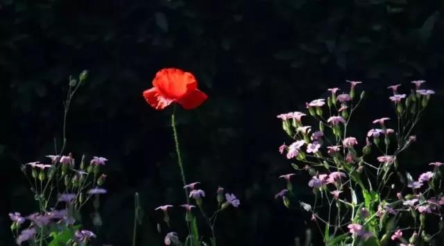 现代诗：想像，我在中秋前夜望月