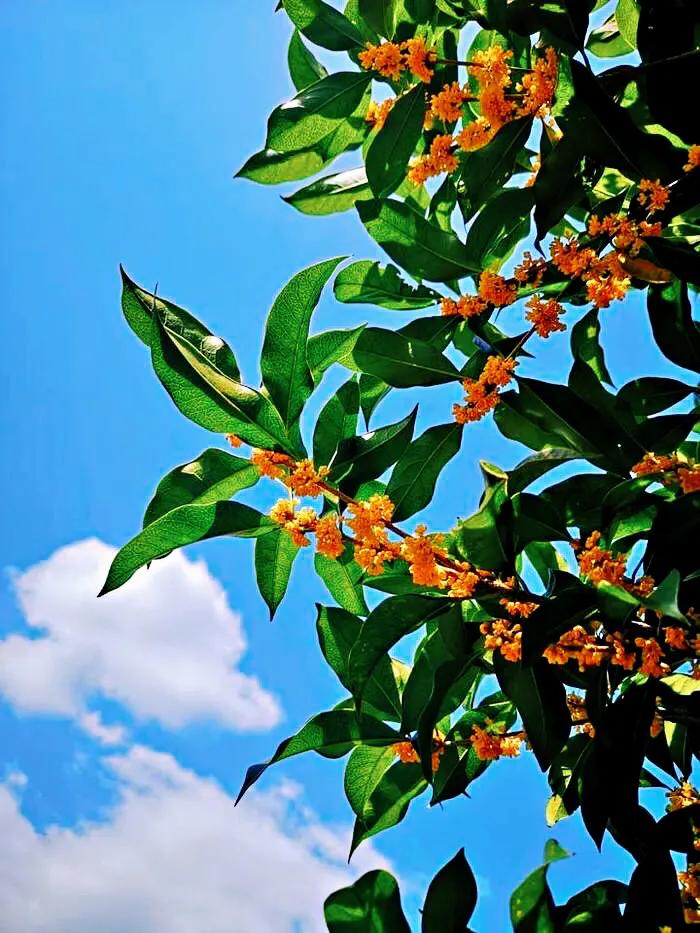 几度秋意浓,最是桂花香