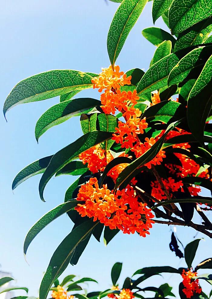 几度秋意浓,最是桂花香