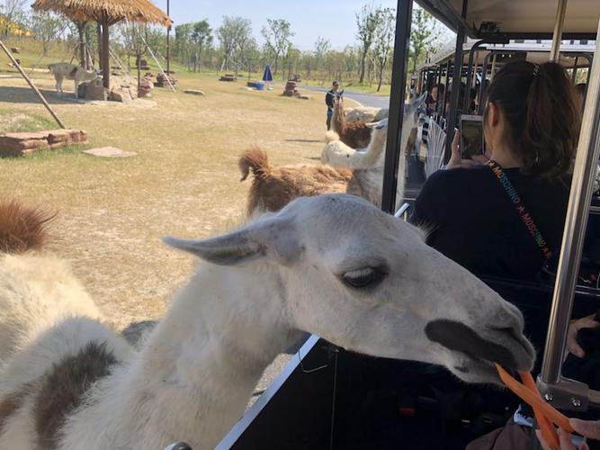 南通野生森林动物园