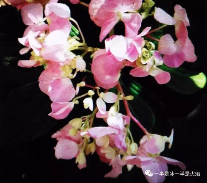 现代诗：想像，我在中秋前夜望月