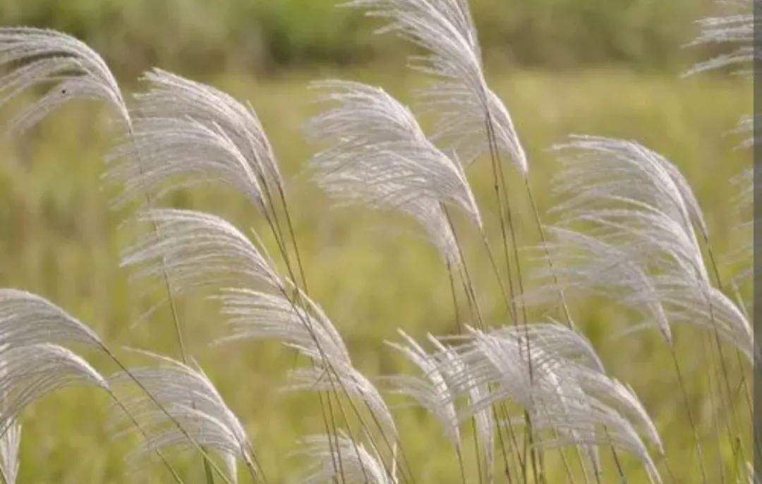 关于和平的作文(关于和平的作文结尾)（关于和平的作文（关于和平的作文结尾）文章) 