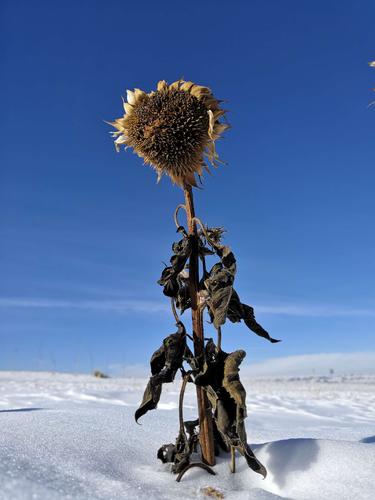 我想要怒放的生命(我想要怒放的生命 就像飞翔在辽阔天空的怒)（我想要盛开的生命（我想要盛开的生命就像愤怒飞扬在广阔的天空）文章)
