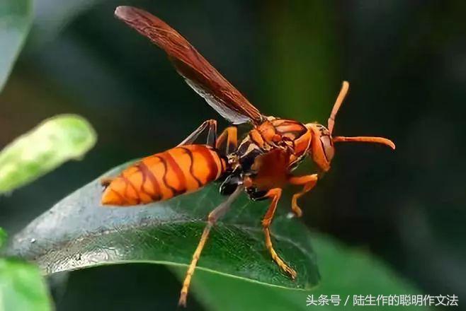 目标 作文(目标作文素材)（目标作文（目标作文材料）文章) 