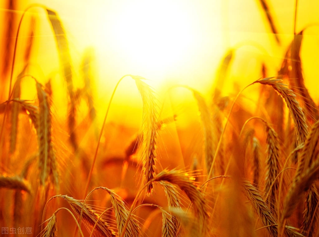 中小学生描写秋天作文的开头和结尾,建议家长老师为孩子们收藏