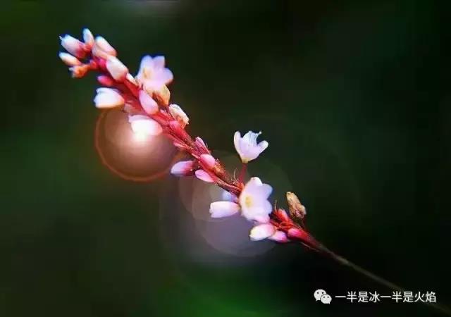 现代诗：想像，我在中秋前夜望月