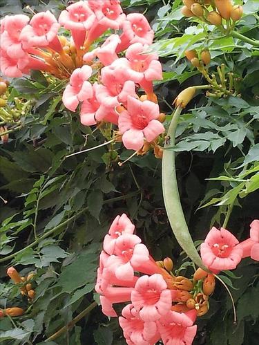 我喜欢的一种植物