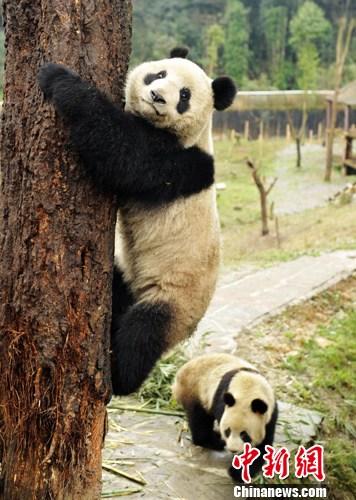 熊猫爬树的动作描写