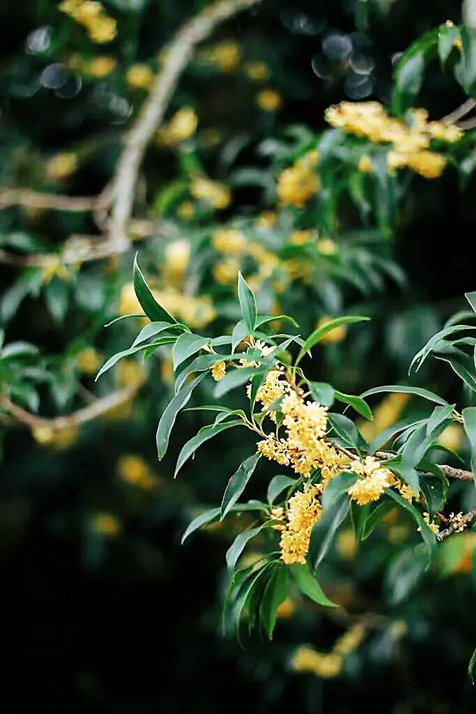 几度秋意浓,最是桂花香