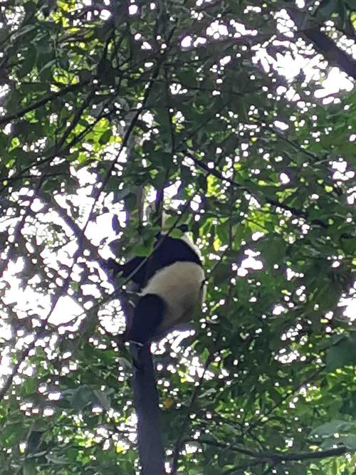 熊猫爬树的动作描写