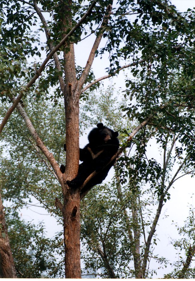 “黑熊掰棒子”的故事你还在信?它的智商比你想象的可高多了