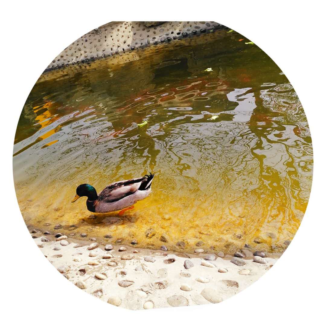 “琴瑟在御，岁月静好”唯美的句子配上唯美的图总有一个戳中你心