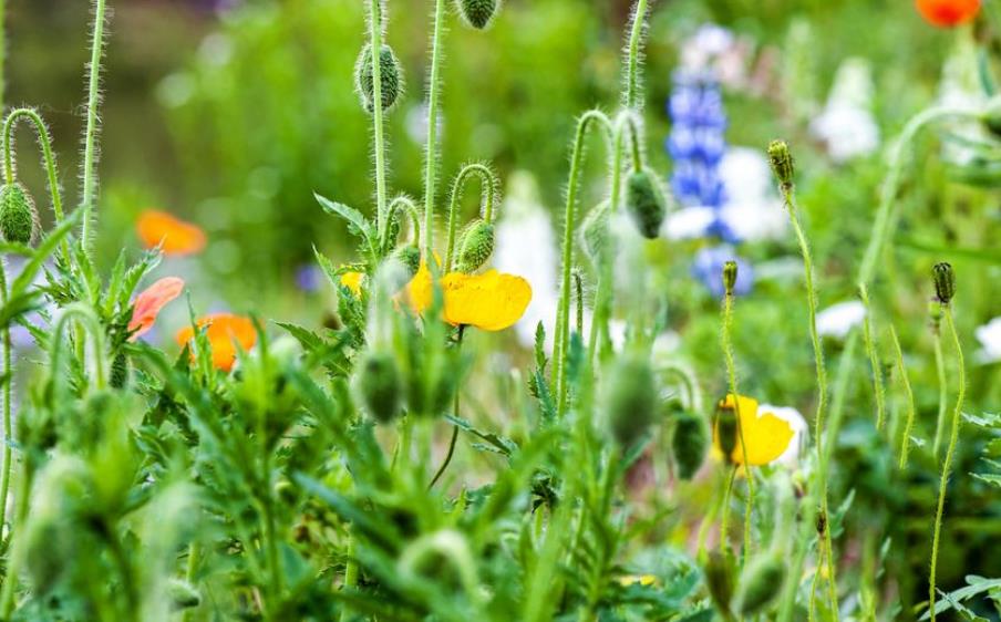 叶绍翁笔下这首绝美诗作，短短28个字跌宕起伏，道尽了春天的美