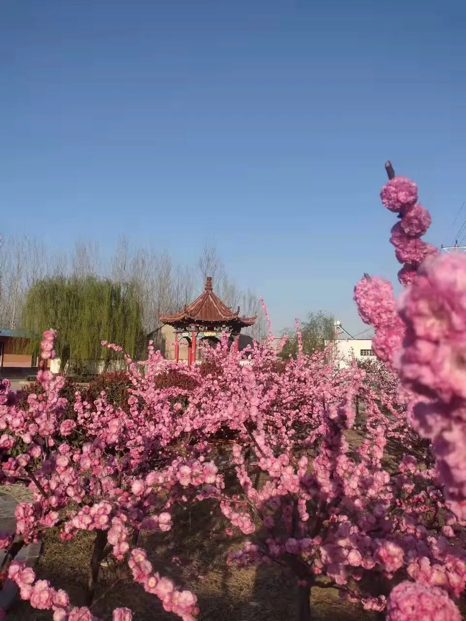 春暖花开，春色满园——新桥吉庆小学把春天的校园寄给你