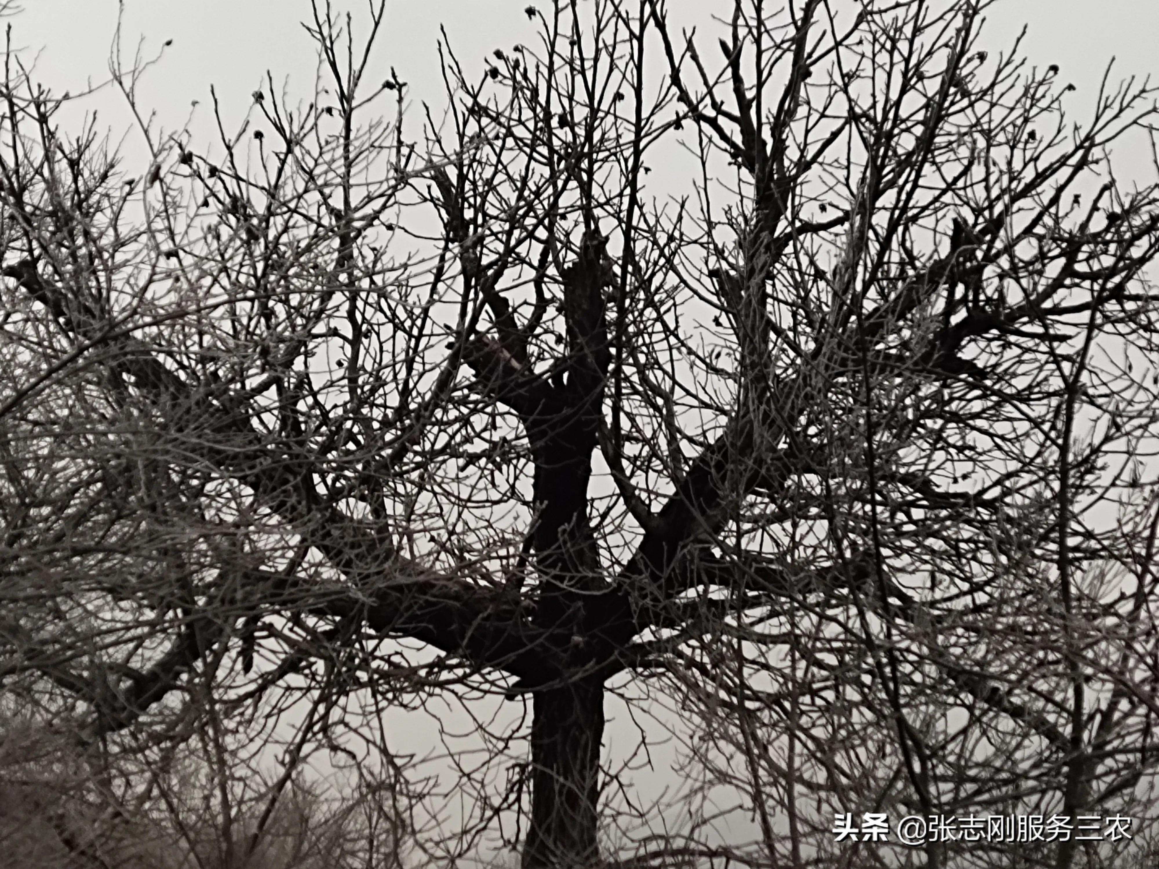 西北农村山区一个贫困孩子家长，写给xxx老师的自我检讨书