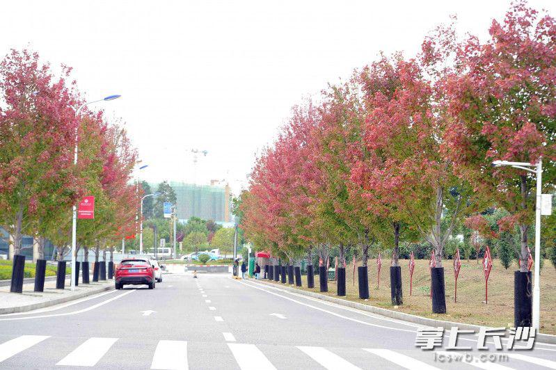 书香校园秋色如画