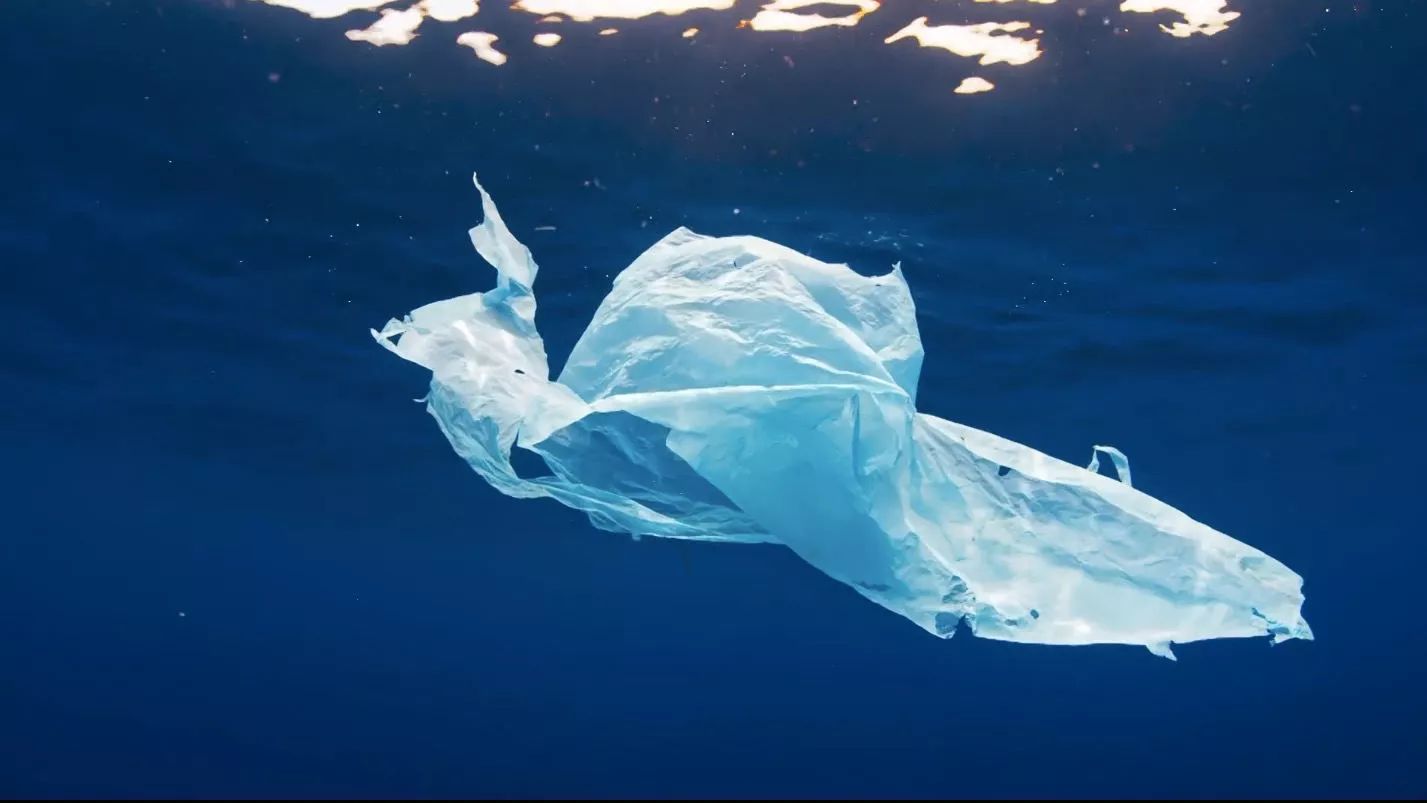 一只领航鲸妈妈的自白