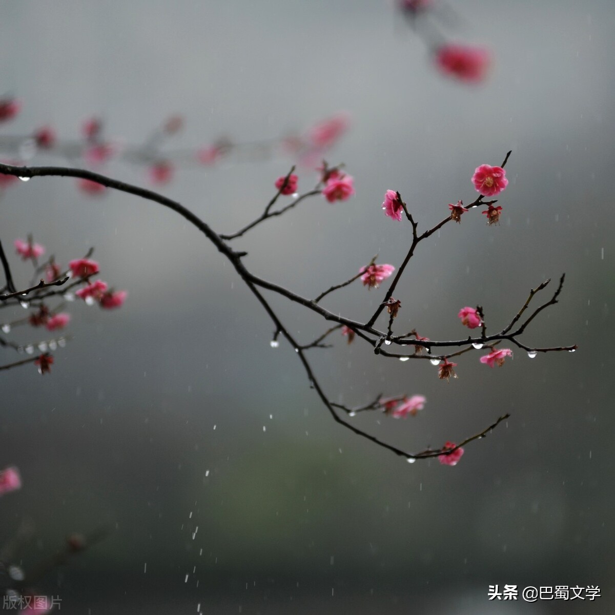 春雨的作文(春雨的作文200字左右)（春雨作文（春雨作文约200字）文章) 