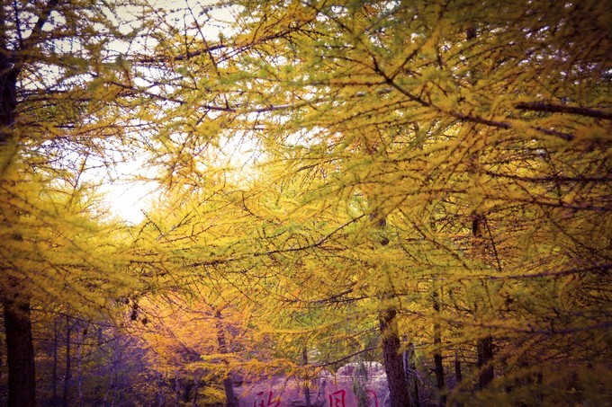 作文秋天(作文秋天的田野)（秋天的作文（秋天的田野作文）文章) 