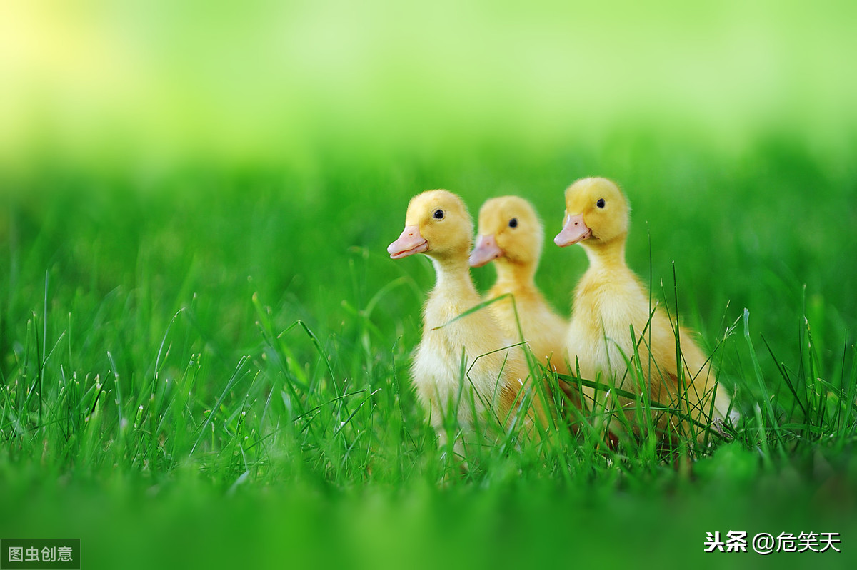 动物的作文(动物的作文四年级下册)（动物作文（四年级动物作文第2卷）文章)