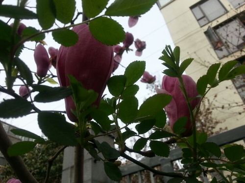 有心栽花花不开