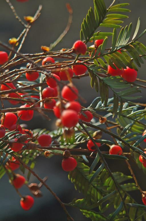 国际生物多样性日丨保护生物多样性，韶关这样做