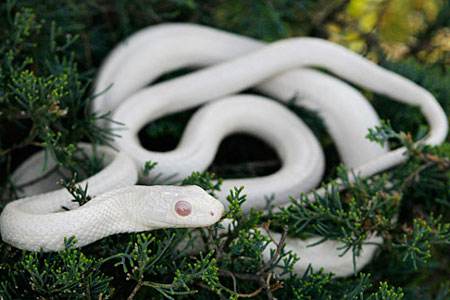 神秘的黄河，传说中发生过的鲜为人知的蛇女报复事件