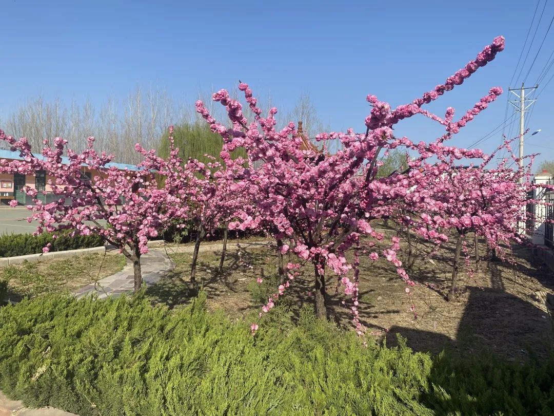 春暖花开，春色满园——新桥吉庆小学把春天的校园寄给你