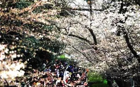 路的尽头，鲜花盛开｜习作园地