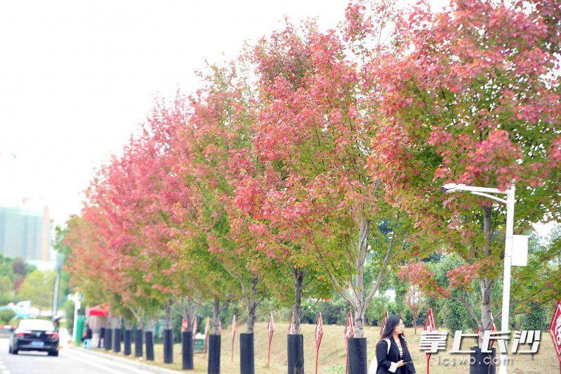 书香校园秋色如画