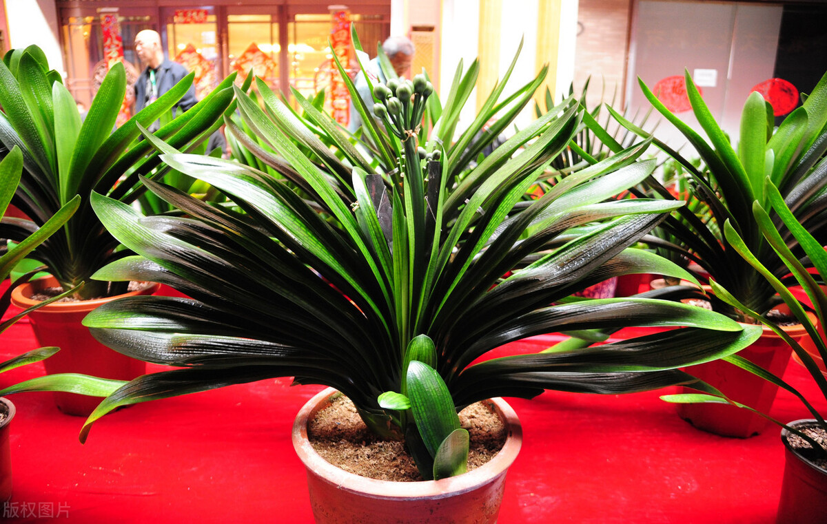 值得收藏的小学作文写作指导·写一种自己喜欢的植物