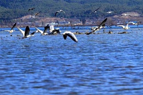 群鸟飞过湖面写一段话(群鸟飞过湖面写一段话15字)（写一段关于鸟儿飞过湖面的文章 (写一段关于鸟儿飞过湖面的15个字)文章) 