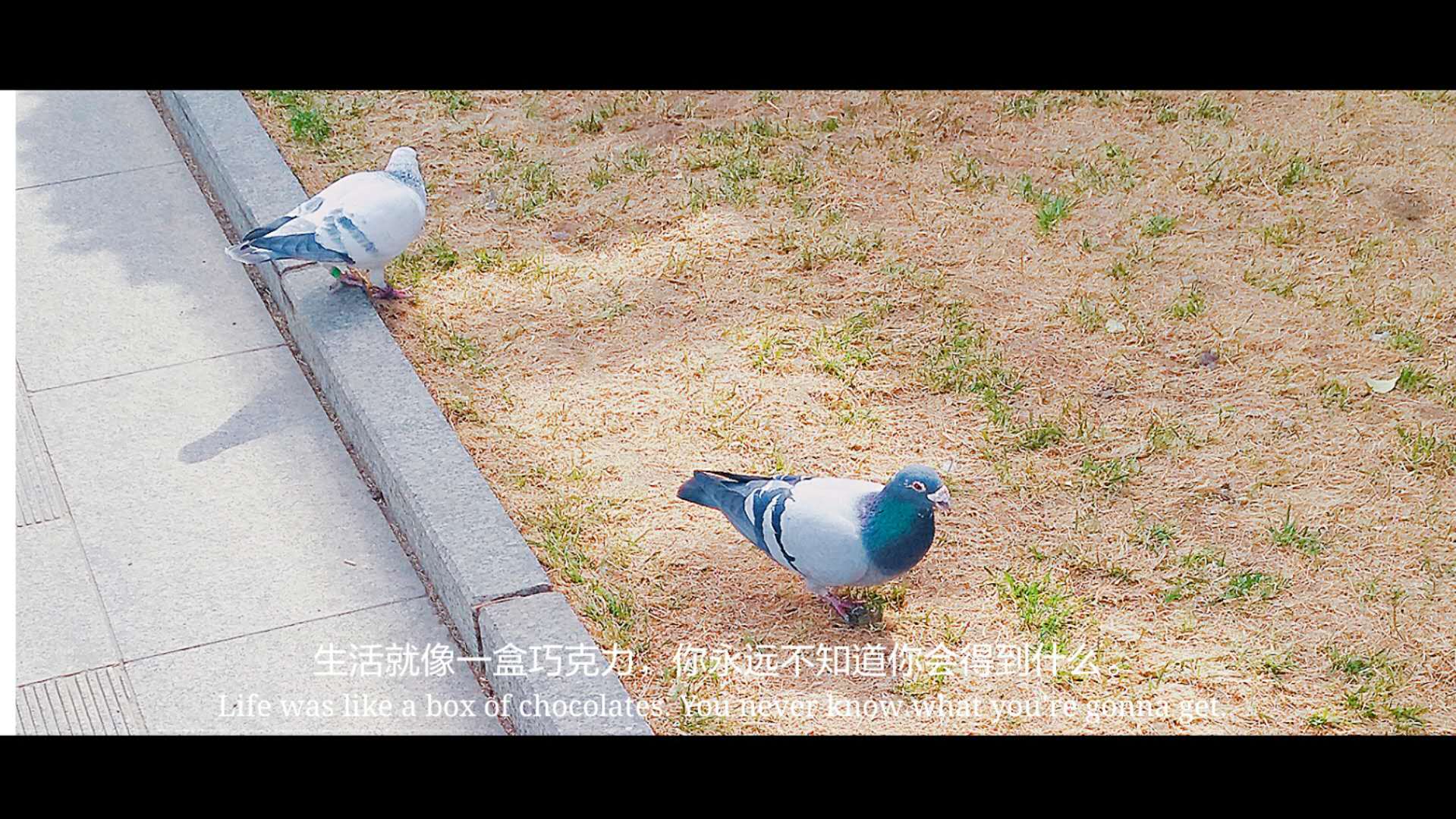 “琴瑟在御，岁月静好”唯美的句子配上唯美的图总有一个戳中你心