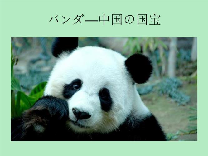 国宝大熊猫的资料介绍