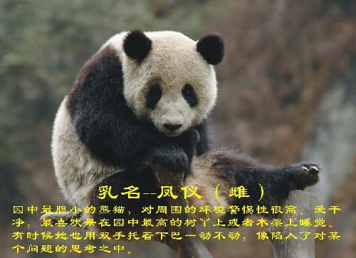 熊猫的资料简介