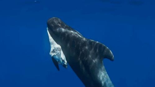 一只领航鲸妈妈的自白