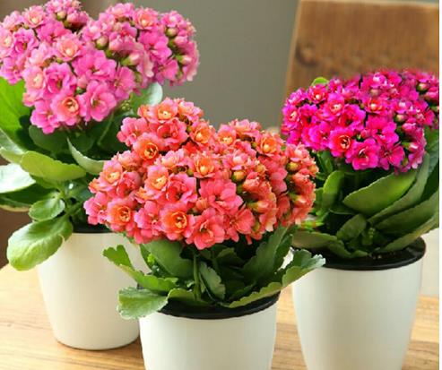 手把手教你写一篇关于植物的作文