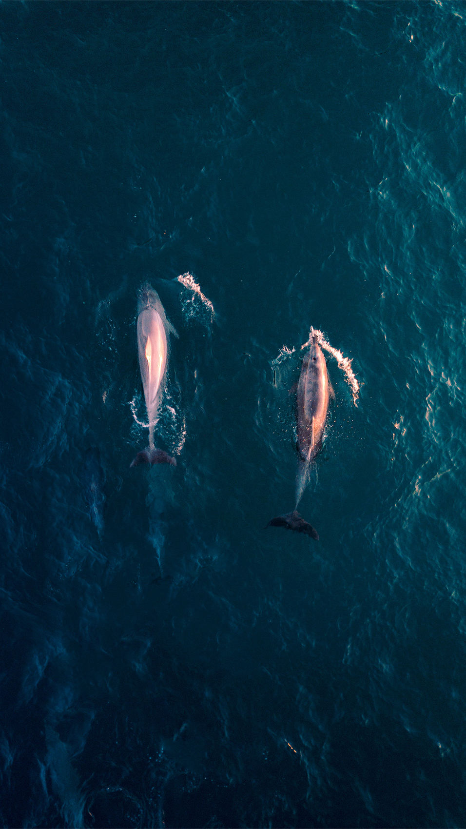 一只领航鲸妈妈的自白
