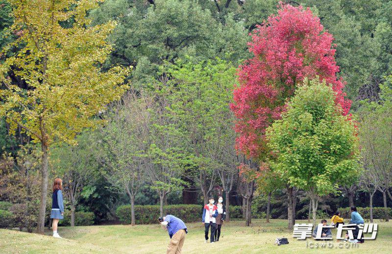 书香校园秋色如画