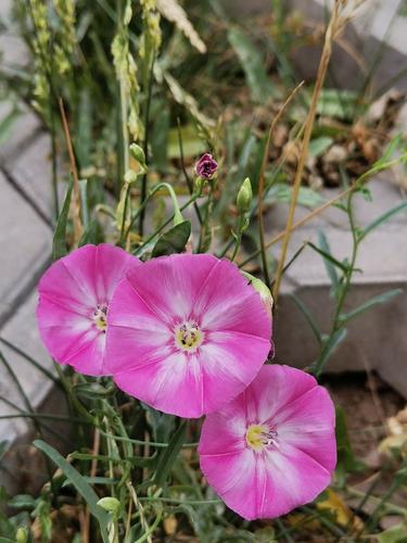 也学牡丹开(牡丹什么时候开)（还了解牡丹如何开花（牡丹什么时候开花）文章) 