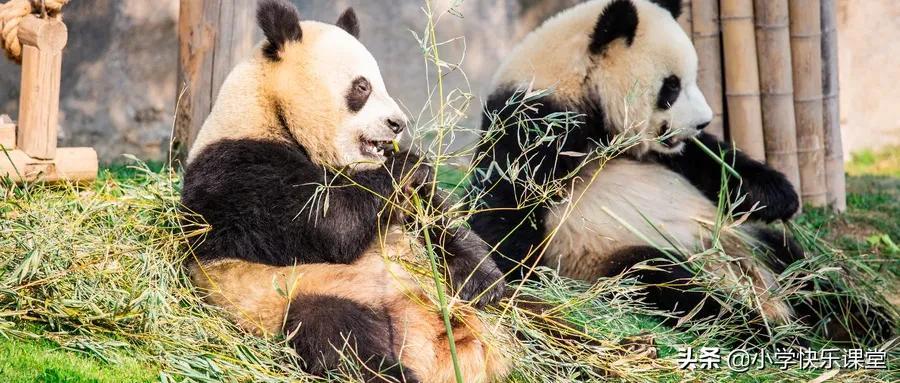 小学生优秀作文赏析——《国宝大熊猫》作文300字，附范文6篇