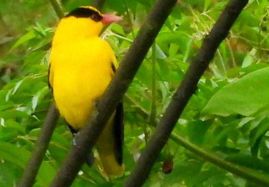 国际生物多样性日丨保护生物多样性，韶关这样做