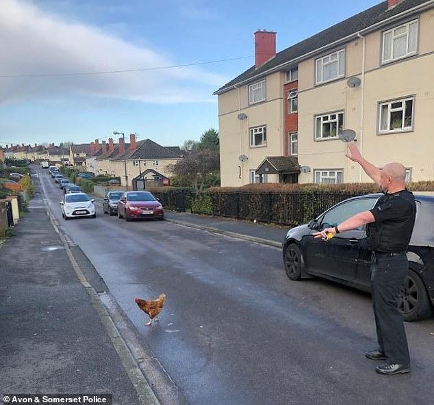 一只鸡过马路，司机为避开鸡，不幸将车撞进了一所房子