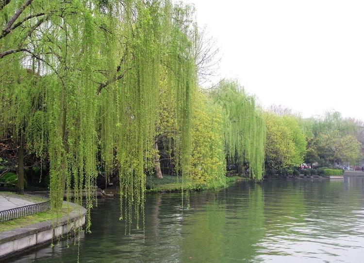 小学生优秀作文欣赏：《柳树》三篇，烟柳青青，正是春天好风景