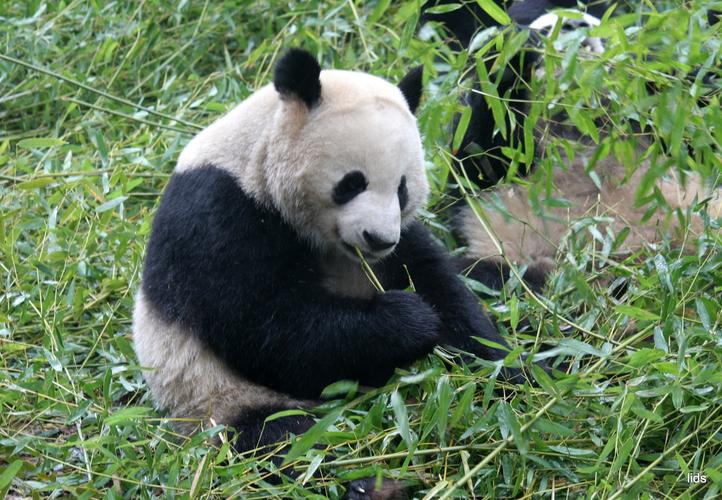 国宝大熊猫(国宝大熊猫作文300字三年级)（国宝大熊猫（国宝大熊猫作文三年级300字）文章) 