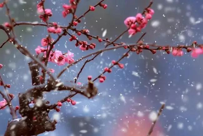 晶莹剔透的雪花