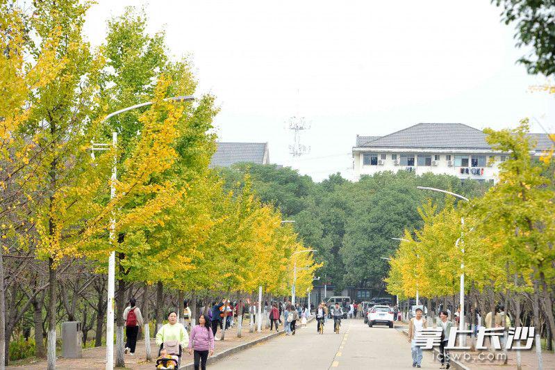 书香校园秋色如画