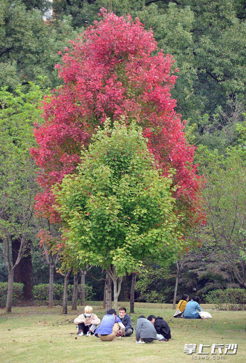 书香校园秋色如画