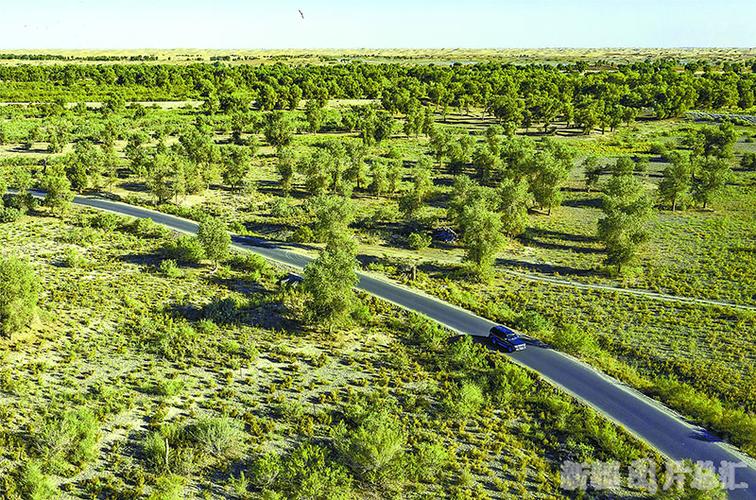 沙漠变绿洲(沙漠变绿洲的意义)（沙漠变成绿洲（沙漠变成绿洲的意思）文章) 